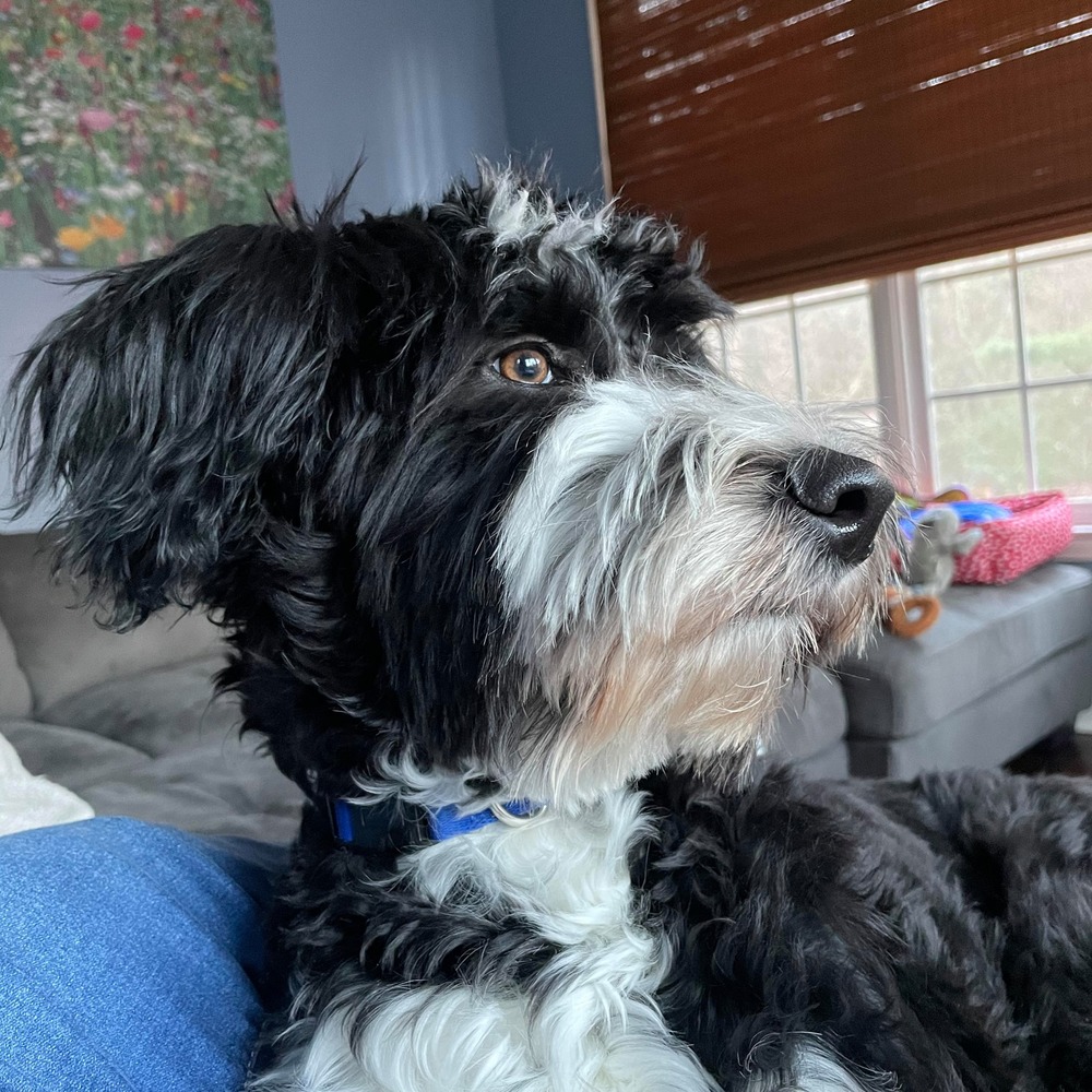 Meet your Posher, Scott